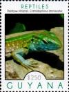 Colnect-4946-006-Rainbow-Whiptail.jpg