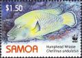 Colnect-1766-855-Humphead-Wrasse-Cheilinus-undulatus.jpg