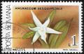 Colnect-3197-921-Angraecum-sesquipedale.jpg