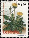 Colnect-3750-823-Taraxacum-officinale.jpg