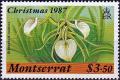 Colnect-3964-210-Brassavola-nodosa.jpg