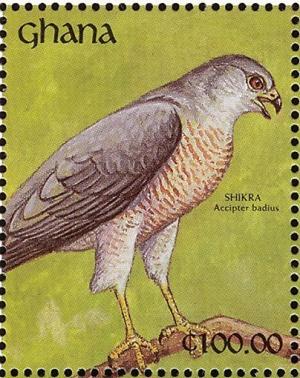 Colnect-1459-789-Shikra-Accipiter-badius.jpg