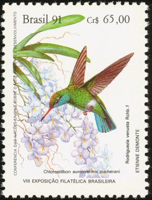 Colnect-1976-314-Glittering-bellied-Emerald-Chlorostilbon-aureoventris-puche.jpg