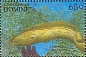 Colnect-2300-026-Green-Moray-Gymnothorax-funebris.jpg