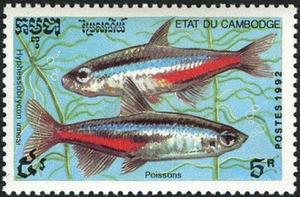 Colnect-2620-956-Neon-Tetra-Hyphessobrycon-innesi.jpg