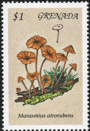 Colnect-3061-952-Marasmius-atrorubens.jpg