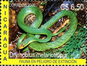 Colnect-3063-583-Black-Forest-Racer-Drymobius-melanotropis.jpg