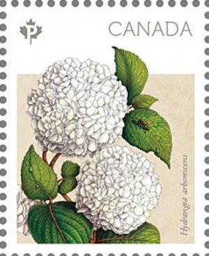 Colnect-3216-346-Hydrangea-arborescens.jpg