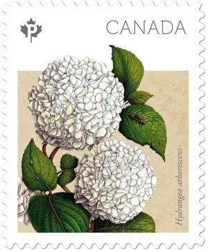 Colnect-3412-233-Hydrangea-arborescens.jpg