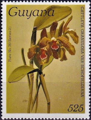 Colnect-4136-418-Cattleya-granulosa-var-schofieldiana.jpg