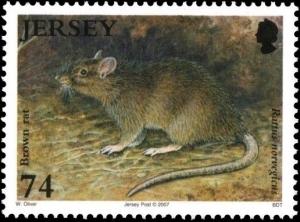 Colnect-4400-303-Brown-Rat-Rattus-norvegicus-.jpg