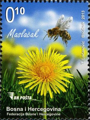 Colnect-4422-272-Taraxacum-officinale.jpg