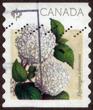 Colnect-4475-143-Hydrangea-arborescens.jpg