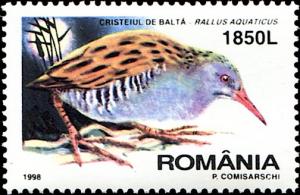 Colnect-4626-992-Water-Rail-Rallus-aquaticus.jpg