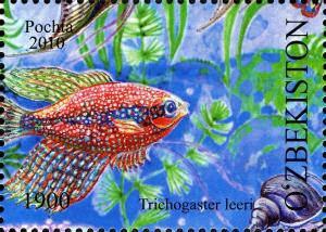 Colnect-854-481-Pearl-Gourami-Trichogaster-leeri.jpg