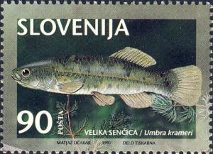 Stamp_of_Umbra_crameri.jpg