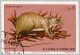 Colnect-2431-259-Brown-Rat-Rattus-norvegicus.jpg