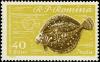 Colnect-4840-967-Black-Sea-Turbot-Scophthalmus-maeoticus.jpg