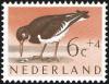 Colnect-2192-843-Eurasian-Oystercatcher-Haematopus-ostralegus.jpg