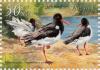 Colnect-2859-404-Eurasian-Oystercatcher-Haematopus-ostralegus.jpg