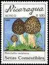 Colnect-3509-526-Morchella-esculenta.jpg