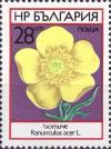 Colnect-3731-741-Buttercup-Ranunculus-acris.jpg