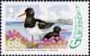 Colnect-4047-843-Eurasian-Oystercatcher-Haematopus-ostralegus.jpg