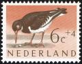 Colnect-2192-843-Eurasian-Oystercatcher-Haematopus-ostralegus.jpg