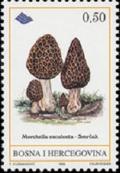 Colnect-564-020-Morchella-esculenta.jpg