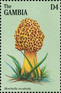 Colnect-3071-764-Morchella-esculenta.jpg