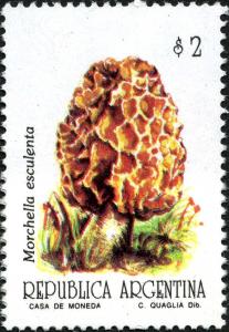 Colnect-3199-219-Morchella-esculenta.jpg