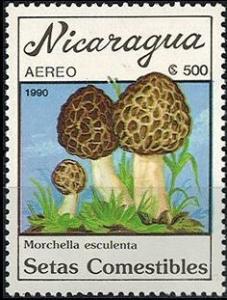 Colnect-2934-305-Morchella-esculenta.jpg