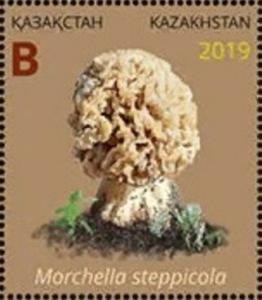 Colnect-6282-265-Morchella-steppicola.jpg