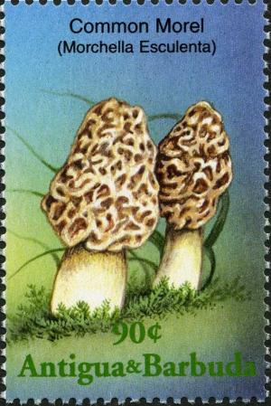 Colnect-2031-898-Morchella-esculenta.jpg