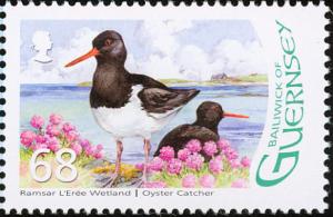 Colnect-2817-194-Eurasian-Oystercatcher-Haematopus-ostralegus.jpg