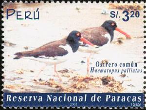 Colnect-3045-551-American-Oystercatcher-Haematopus-palliatus.jpg