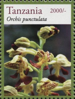 Colnect-3055-683-Orchis-punctulata.jpg