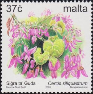 Colnect-3094-279-Cercis-siliquastrum.jpg