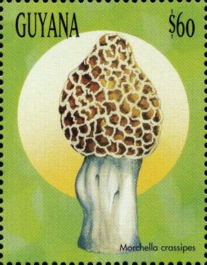 Colnect-3117-565-Morchella-crassipes.jpg