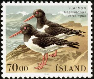 Colnect-3708-200-Eurasian-Oystercatcher-Haematopus-ostralegus.jpg