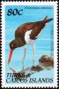 Colnect-1764-366-Eurasian-Oystercatcher-Haematopus-ostralegus.jpg