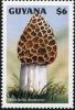 Colnect-3107-477-Morchella-hortensis.jpg