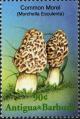 Colnect-2031-898-Morchella-esculenta.jpg