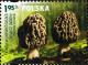 Colnect-2899-446-Morchella-esculenta.jpg