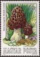 Colnect-603-639-Morchelia-esculenta.jpg