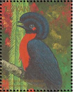 Colnect-3516-455-Bare-necked-Umbrellabird-Cephalopterus-ornatus-glabricollis.jpg