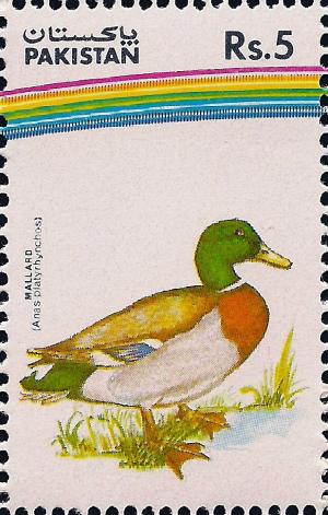 Colnect-2147-888-Mallard-Anas-platyrhynchos.jpg