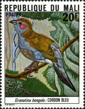 Colnect-2502-171-Red-cheeked-Cordon-bleu-Uraeginthus-bengalus.jpg