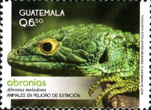 Colnect-2567-951-Lizard-Abronia-meledona.jpg