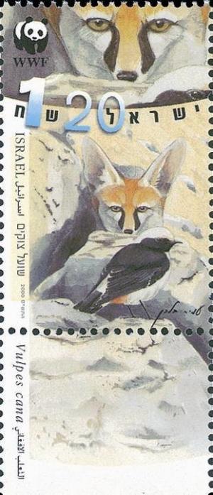 Colnect-777-098-Blanford-s-Fox-Vulpes-cana.jpg